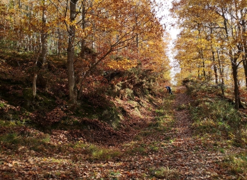 A volunteer maintaining the paths at Dolforwyn Woods Nature Reserve copyright Montgomeryshire Wildlife Trust