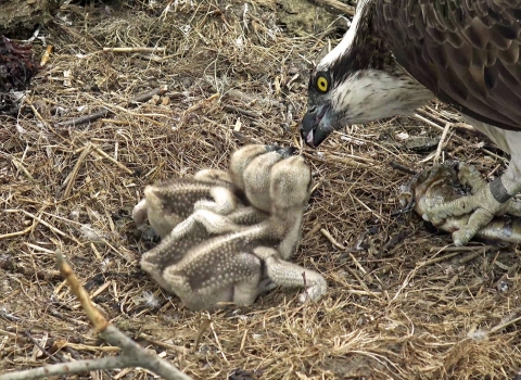 Osprey female Telyn feeds young at the Dyfi nest 2018 copyright Montgomeryshire Wildlife Trust