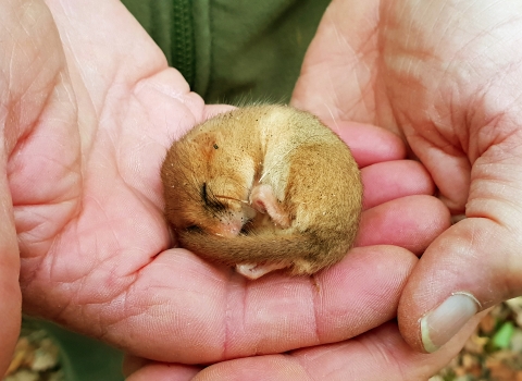 Dormouse asleep in hands copyright Montgomeryshire Wildlife Trust/Tammy Stretton