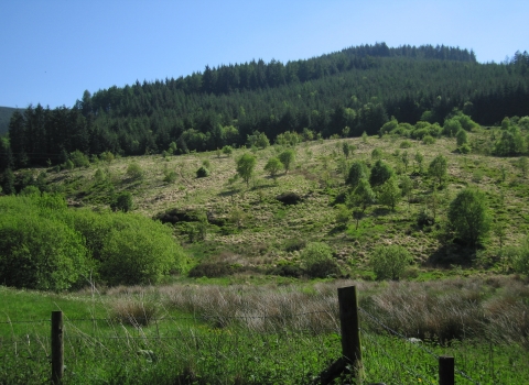 New woodland being allowed to regenerate naturally copyright Montgomeryshire Wildlife Trust