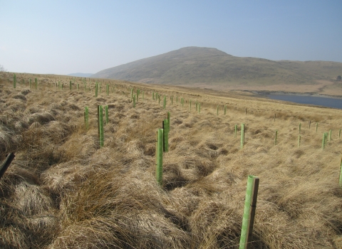 Pumlumon Project Tree planting at Maesnant copyright Montgomeryshire Wildlife Trust