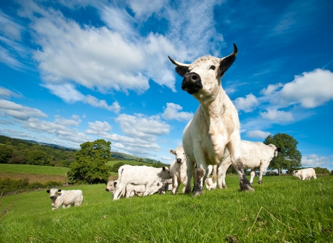 Welsh White Cattle