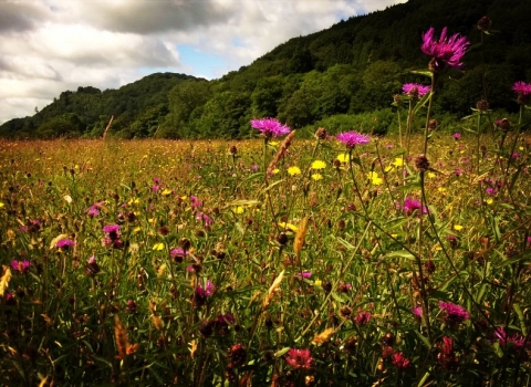 Summer meadows at Red House Nature Reserve copyright Montgomeryshire Wildlife Trust