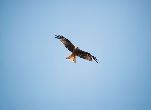 Red Kite soaring