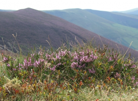 Flowering heather at Glaslyn Nature Reserve copyright Montgomeryshire Wildlife Trust/Tammy Stretton