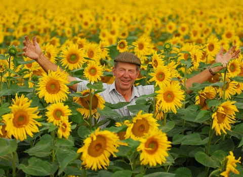 Nicholas stands in a field of sunflowers