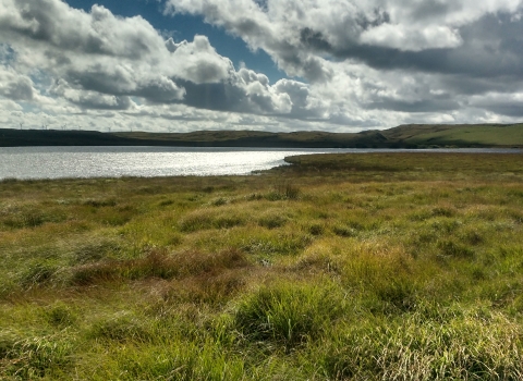 Upland lake in August sunshine copyright Montgomeryshire Wildlife Trust