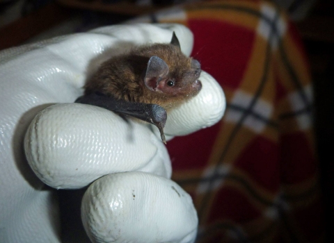 Pipistrelle bat on a gloved hand copyright Tamasine Stretton