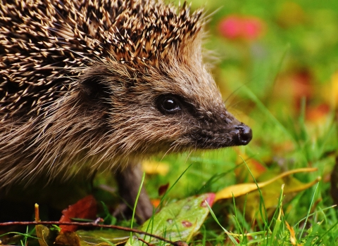 hedgehog