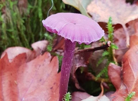 Amethyst Deceiver Laccaria amethystina copyright Tamasine Stretton