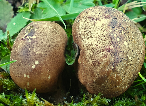 Common Earthball Scleroderma citrinum copyright Tamasine Stretton