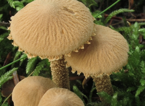 Earthy Powdercap Cystoderma amianthinum copyright walt sturgeon (Mycowalt) at Mushroom ObserverCC BY-SA 3.0