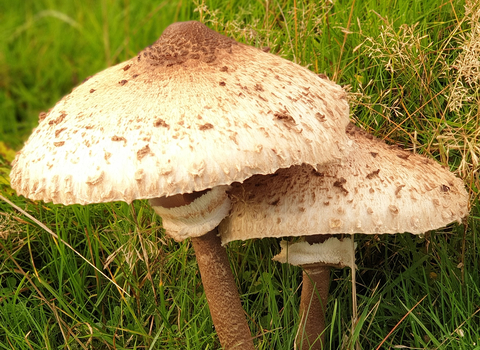 Parasol mushroom Macrolepiota procera copyright Tamasine Stretton