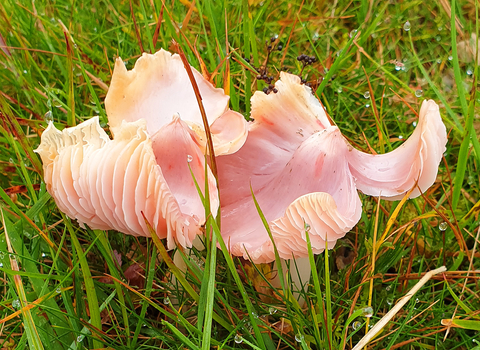 Ballerina Waxcap Porpolomopsis calyptriformis at Dyfnant Meadows Nature Reserve copyright MWT/Tamasine Stretton