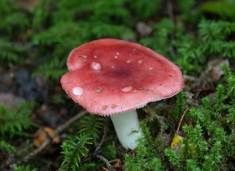 Russula brittlegill fungus; image by Hans Braxmeier from Pixabay