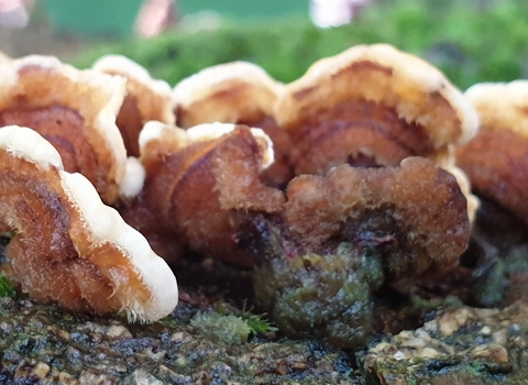 Hairy Curtain Crust fungus Stereum hirsutum copyright Tamasine Stretton