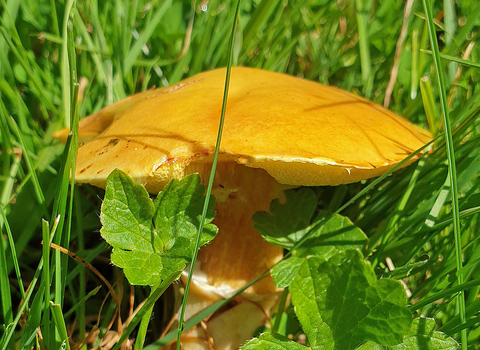 Larch Bolete fungus Suillus grevillei copyright Tamasine Stretton