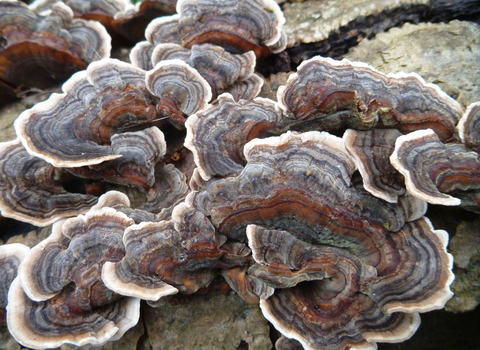 Turkeytail fungus Trametes versicolor copyright Tamasine Stretton