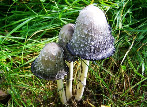 Shaggy Inkcap Coprinus comatus; image by Anna Armbrust from Pixabay