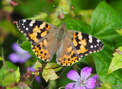 Painted Lady butterfly – Feeding up for a 9000 mile migration