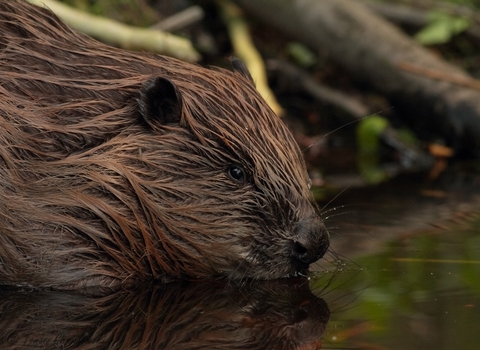 Eurasian Beaver (Castor fiber); image by Tomasz Chmielewski - Fotografia przyrodnicza, CC BY-SA 3.0, via Wikimedia Commons