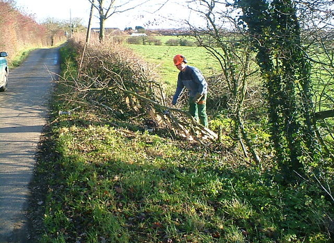 Hedge-laying copyright John Poyser