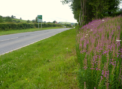 A flowery, broad, road verge beside a trunk road in Montgomeryshire copyright MWT