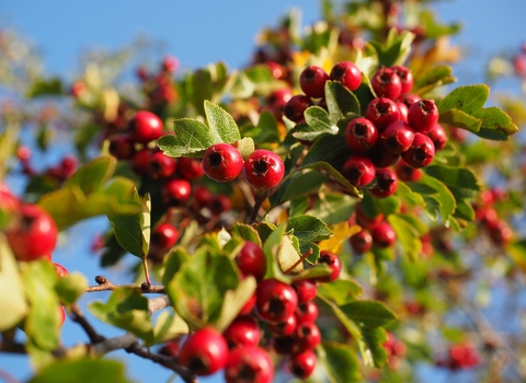 Hawthorn berries; Image by Hans Braxmeier from Pixabay