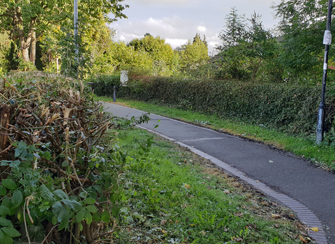 Flailed short town hedgerow copyright Tamasine Stretton