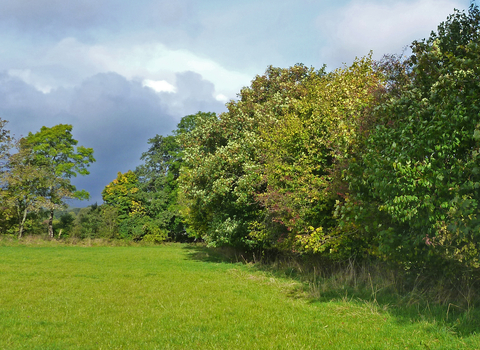 A lush, green, uncut hedgerow copyright MWT