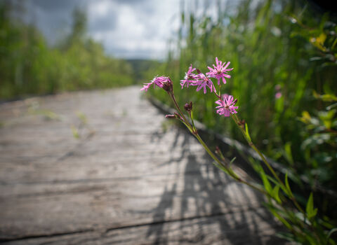 Red Campion growing out of boardwalk at Cors Dyfi Nature Reserve copyright MWT