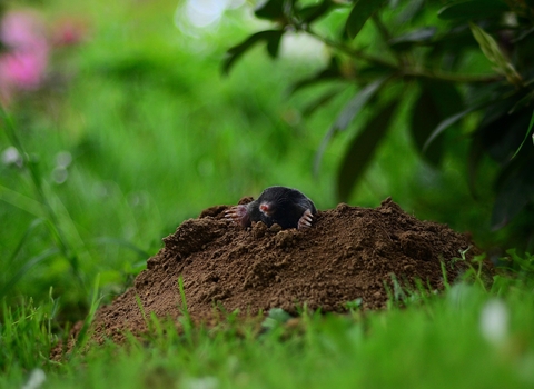 Mole emerging from molehill; Image by Ralf Siebeck from Pixabay