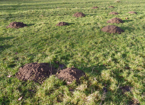 Molehills in grassland copyright Tamasine Stretton