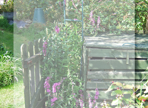 Wooden compost heap surrounded by plants and flowers in a wildlife garden copyright Sue Bosson