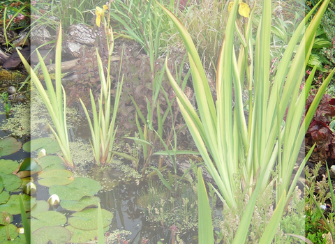 Raised wildlife pond full of plants copyright Sue Bosson