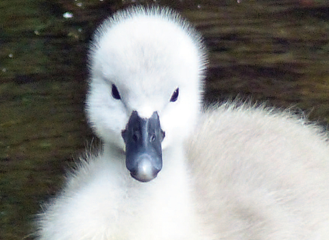 Cover of the Spring 2021 Edition of Montgomeryshire Wildlife News featuring a cygnet by Gary Williams