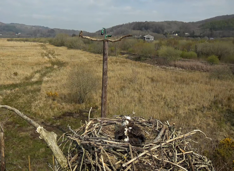 Dyfi Ospreys Telyn (on nest) and Idris at Cors Dyfi Nature Reserve