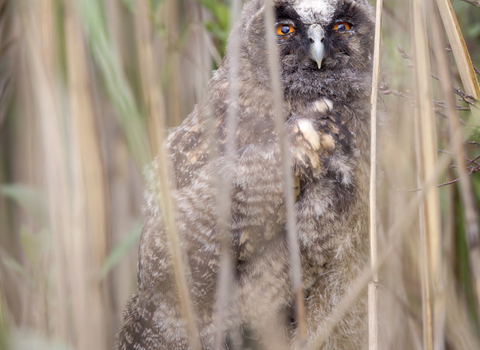 Montgomeryshire Wildlife News Summer 2021 cover