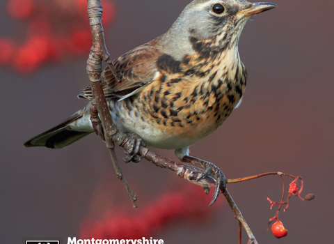 Front cover of the Montgomeryshire Wildlife News magazine Winter 2021 Issue 25