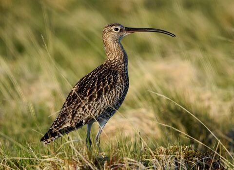 Brown wader with a long bill standing amongst grass