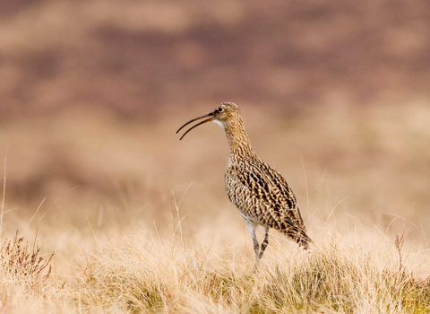 Curlew standing, facing away from viewer