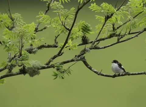 Pied flycatcher 