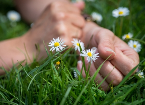 a persons hands amongst the green grass and daisies in summer