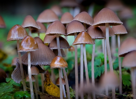 Lots of tiny brown fungi, close up shot