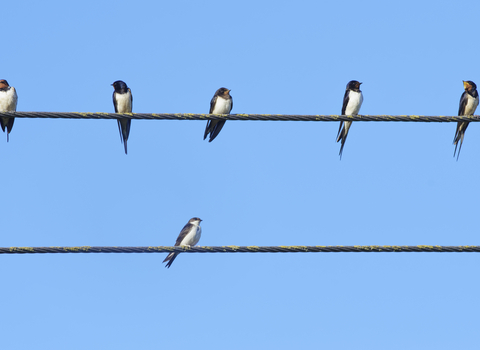 Swallows and House Martins perching on a wire, with a blue sky background