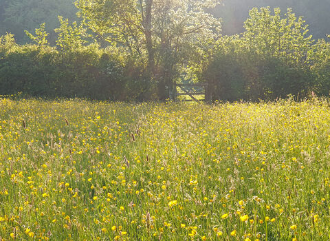 Wildflower meadow and hedgerow with a small tree, backlit by the sun