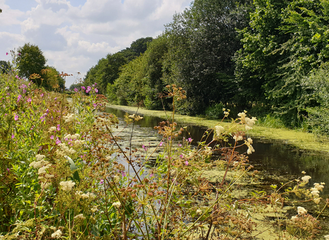 View over the Montgomery Canal through vegetation at the side