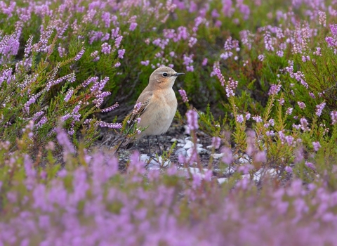 Wheatear in heathland