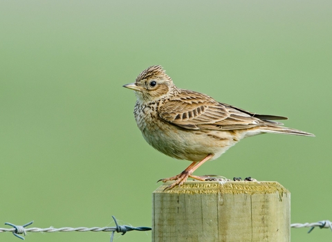 skylark