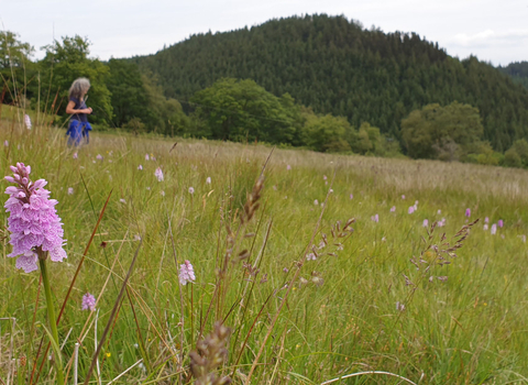 Dyfnant Meadows Nature Reserve, with a person in the background and an orchid in the foreground